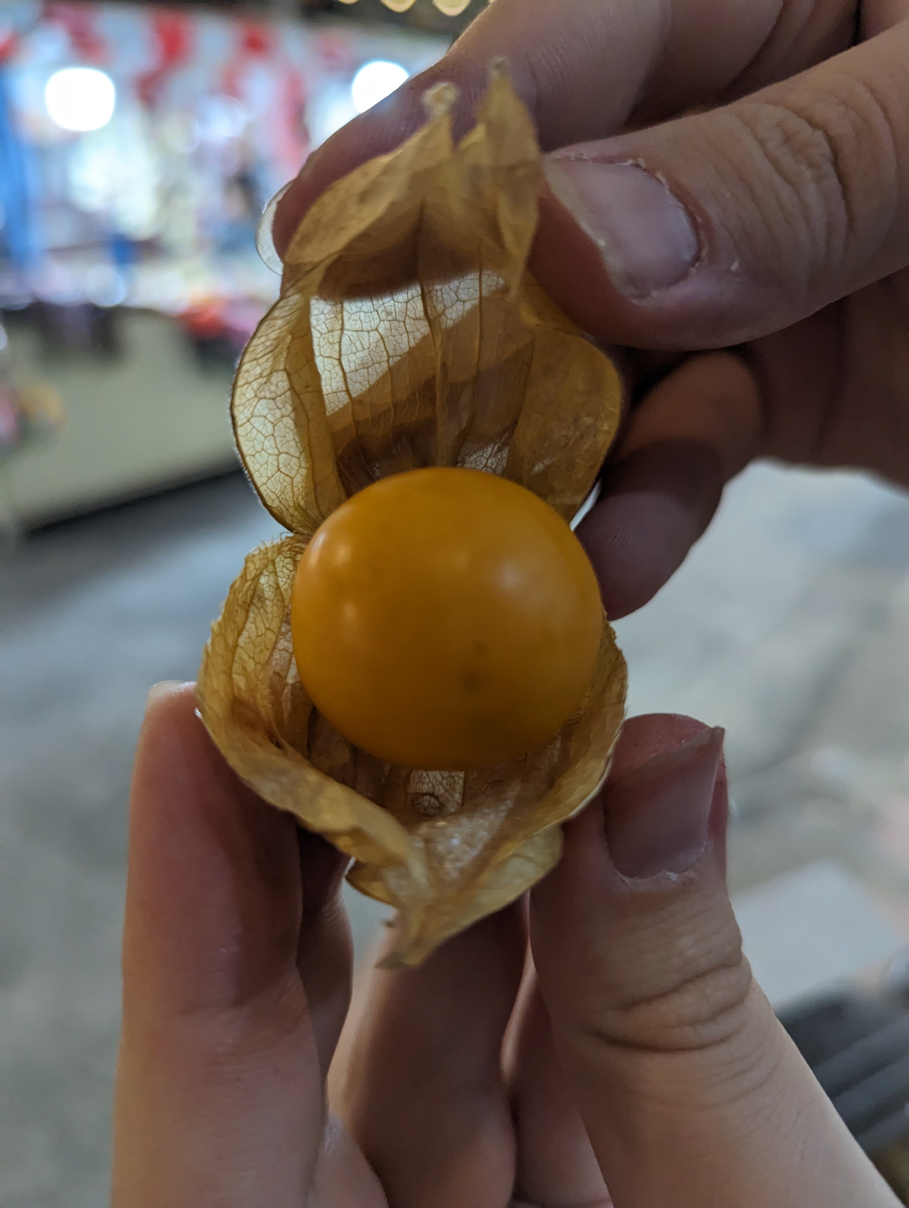 Cape Gooseberry