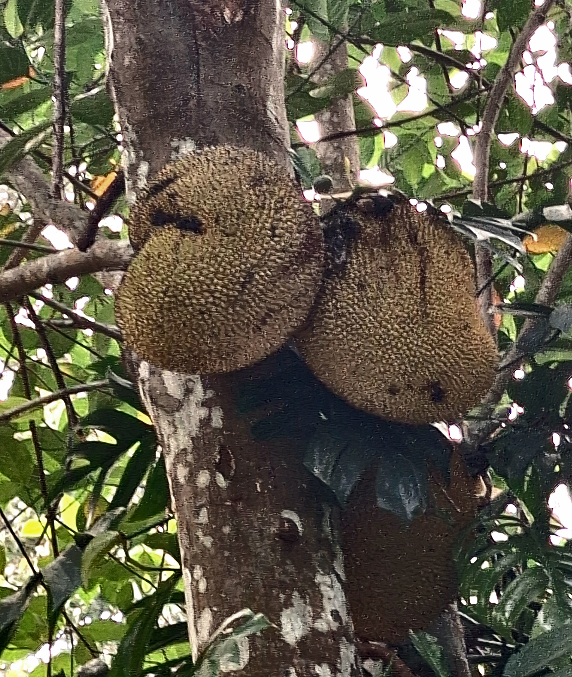Jackfruit-2